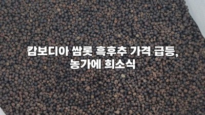캄보디아 쌈롯 흑후추 가격 급등, 농가에 희소식